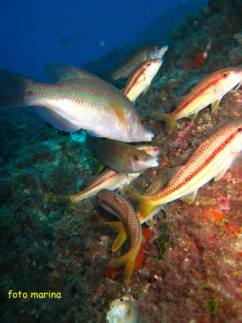 Qualche pesce da Portofino